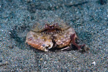Calappa crab Calappa sp.