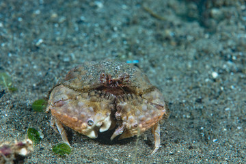 Calappa crab Calappa sp.