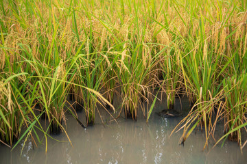 green rice in the water