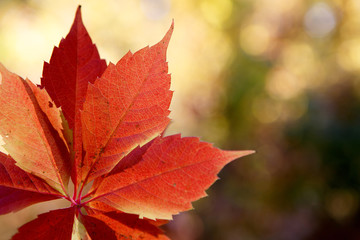Autumn colors in october. Red leaves with blur background. Copyspace