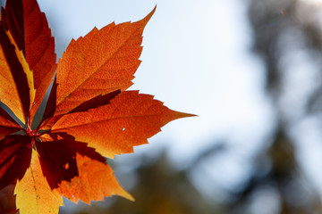 Autumn colors in october. Red leaves with blur background. Copyspace