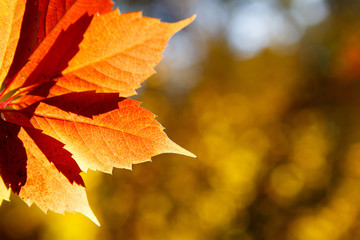 Autumn colors in october. Red leaves with blur background. Copyspace