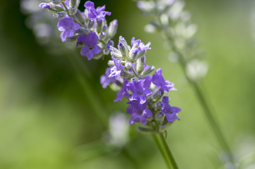 Lavandula angustifolia bunch of flowers in bloom