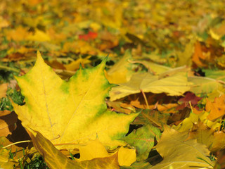 Yellow maple leaves on the ground, selective focus. Autumn weather background