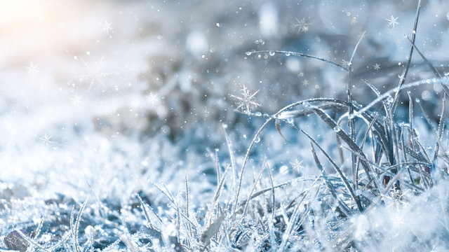 Winter Background And Winter Morning. Frozen Grass Under The Snow, Snowflakes And Sunlight, Rays.