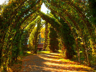 arch of greenery in the Park
