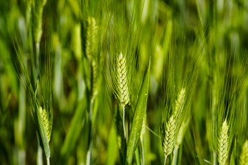 Spighe di grano verde