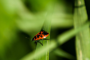 Insetto nero e rosso sulla foglia