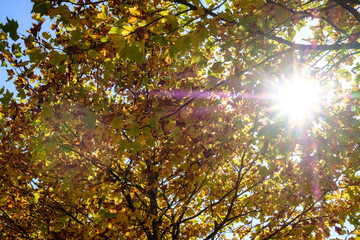 Sonnenstrahlen durch Herbstbl&auml;tter