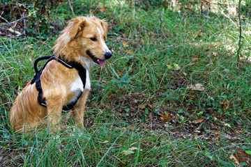  Border collie 
