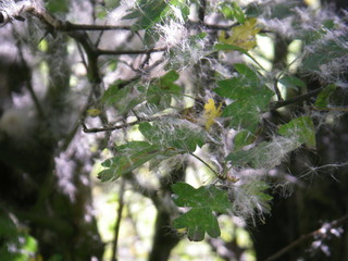Herbstlaub in der Wesermarsch