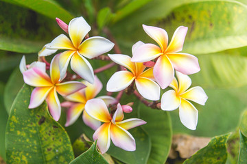 Leafy summer flowers
