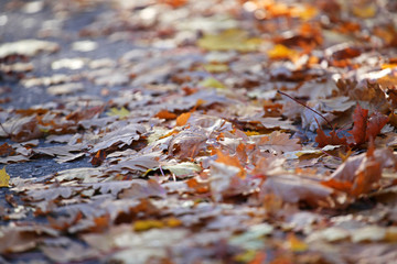 Autumn leafs city street 