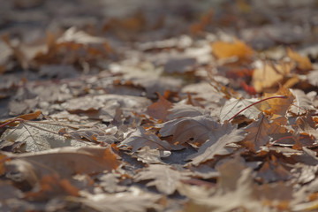 Autumn leafs city street 