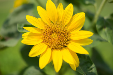 yellow daisy flower.
