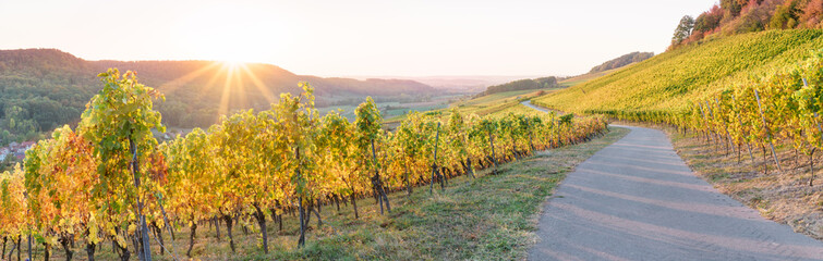 Panorama Weinberg im Herbst