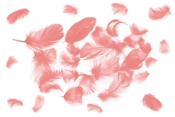 Beautiful collection coral pink feather isolated on white background