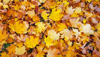 Bright yellow autumn background from close-up of fallen foliage of maple tree