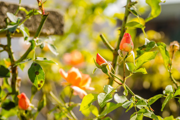 Orange roses is bathed in autumn sunshine 