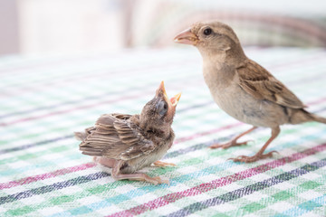 New born sparrow bird babies. Feeding each other. cute baby bird of house sparrow.