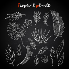 Tropical plants set,collection on a chalk blackboard