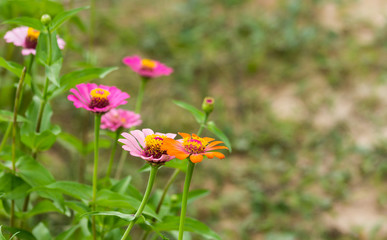 Zinnia violacea Cav