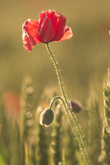 field of poppies