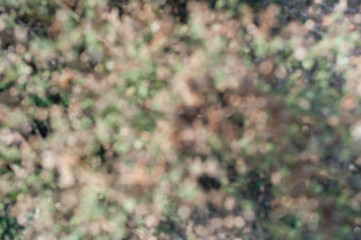 Blur green plant texture background