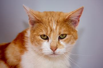 An european cat living in an animal shelter in belgium