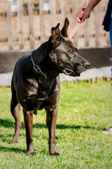A cross labrador retriever living in an animal shelter in belgium