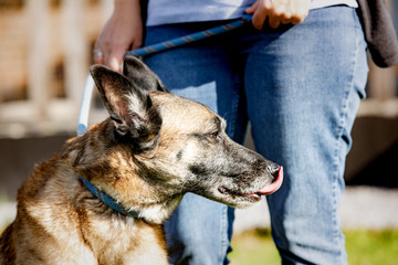 A belgian shepherd malinois dog  living in an animal shelter in belgium
