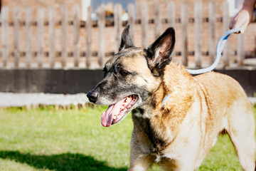 A belgian shepherd malinois dog  living in an animal shelter in belgium