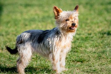 A yorshire dog living in an animal shelter in belgium