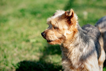 A yorshire dog living in an animal shelter in belgium