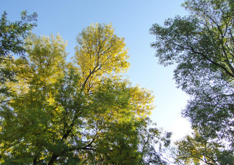 Tops of autumn trees with sky in  the background