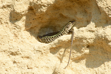 Lucertola Campestre (Podarcis Siculus)