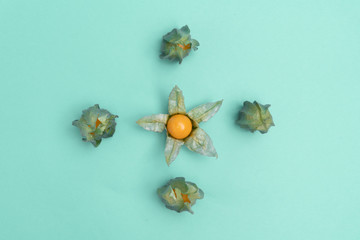 Physalis on green graphical background