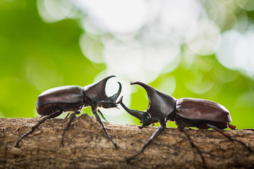 Beautiful horn beetle