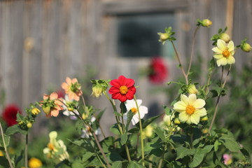 flowers in the garden