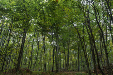 Fototapeta premium Detail of beautiful trees. Autumn in the forest