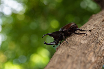 Beautiful horn beetle