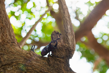 Beautiful horn beetle