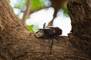 Beautiful horn beetle