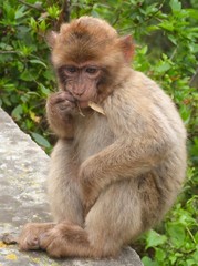 Obraz premium Petit singe à Gibraltar