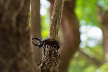Beautiful horn beetle
