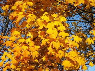 Yellow paints of fall on maple leaves
