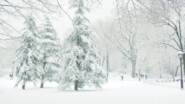 Snowing in Central Park New York City in Winter