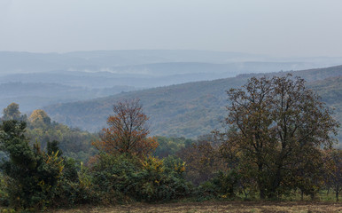Autumn in the forest