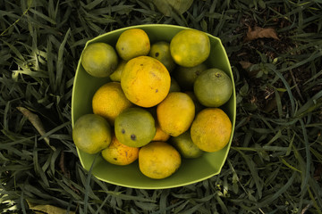 Laranjas (fruta) 