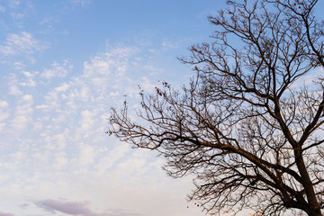 Background photograph of leafless tree branches against a pastel sunset.